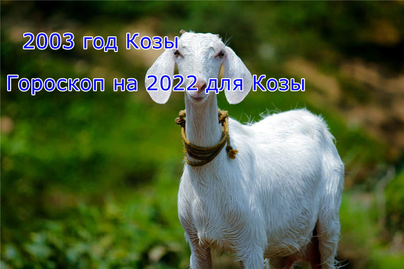 2003 год Козы